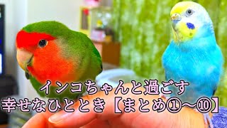 インコちゃんと過ごす幸せなひととき【まとめ①〜⑩】 [upl. by Ivonne]