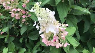 Plant Review Hydrangea paniculata ‘Pinky Winky’ [upl. by Odab]