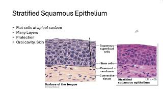 253 Tissues I Epithelial [upl. by Aikin]