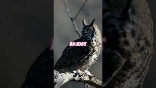 How Great Horned Owls Became the Ultimate Survivors facts shorts [upl. by Sosthena]