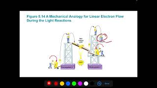 AP Biology Photosynthesis Lecture 2 [upl. by Indyc]