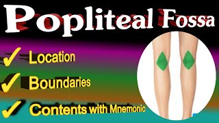 popliteal fossa anatomy  mnemonic [upl. by Orwin213]