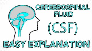 Cerebrospinal Fluid CSF explained in 3 Minutes  Function Composition Circulation [upl. by Ldnek]