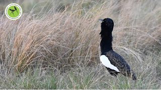 Highlighted Birding Activity at Florican Grassland by CBGA [upl. by Danette864]