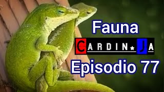 Fauna CardinJa Episodio 77 [upl. by Nahtannoj]