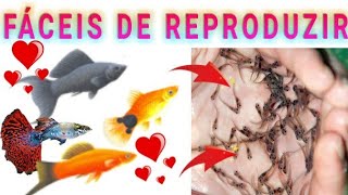 Os 4 PEIXES MAIS FÁCEIS DE REPRODUZIR EM AQUÁRIOS  poecilídeos [upl. by Nirrac787]