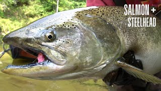 Michigan Salmon BOBBER DOWNS  First STEELHEAD Of The Season [upl. by Aznaed]