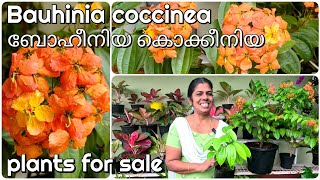 Bauhinia coccinea flowering plants caring fertilizing and plants for sale [upl. by Bonnie]