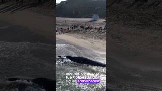 Un joven rorcual desvivido en la playa ciencia shorts animales biologia ballenas ecology [upl. by Eelaroc]