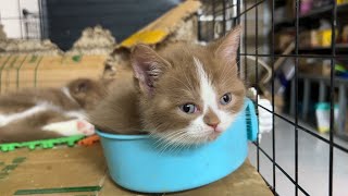 Meow Kittens  Kittens consider the bowl to be the most comfortable place to rest [upl. by Enytsirk96]