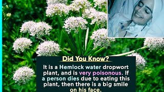 A flower which kills and leaves a smile on face after death  Hemlock water dropwort plant [upl. by Tahp]