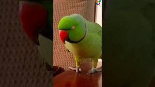 Cute parrot eye pinning cute parrot eyes trending birdsinging [upl. by Sharleen]