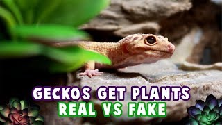 My Leopard Gecko Tanks Get New Plants Naturalistic Tank Setup [upl. by Peery878]