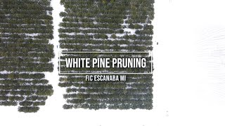 White pine pruning [upl. by Myrilla283]