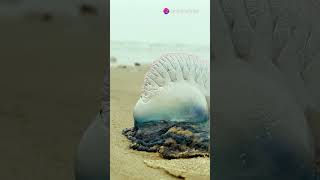 Beware the Portuguese Man o War [upl. by Eleirbag]