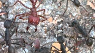 Clash of Ants in the Tropical Dry Forest of Chamela Phorid Flies on the Lookout [upl. by Griz587]