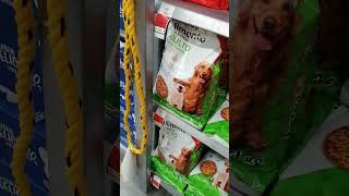 Croquetas para chihuahua amigochihuahua mascotas perros [upl. by Ttereve]