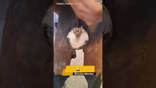 Veterinarian Rescues Horse with Neglected Hoof [upl. by Meredithe605]