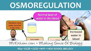 Excretion  ADH and Homeostasis  GCSE Biology 91 [upl. by Lauzon]