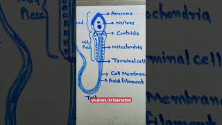 Shukranu ki Sanrachna  Structure of Sperm  eduartgrow [upl. by Nickles317]