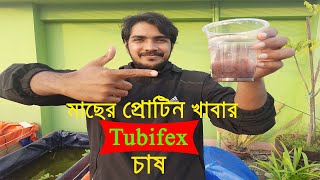 সহজে বাড়িতে মাছের উচ্চ প্রোটিন খাবার Tubifex চাষ  Easy way to Culture Tubifex worms at Home [upl. by Barta146]