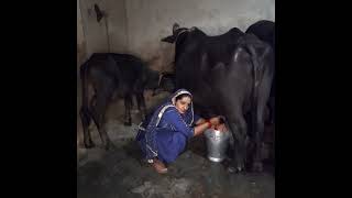 buffalo milking by hand ✋️ haryanvi Village life hardwork viral milking vedio 👌🏽 ♥️ 🙏🏼 youtube [upl. by Iohk256]