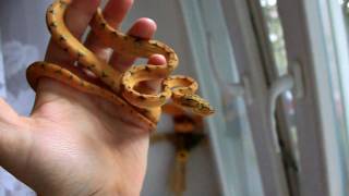 corallus hortulanusamazon tree boa handling [upl. by Orelie202]