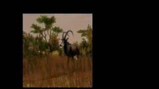 Cabelas African Safari  Xbox 360 [upl. by Euginom]