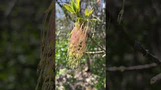 Do you know trees can be dioecious Example of boxelder flowers [upl. by Nosrac606]