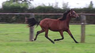 Vidéo LOT 0373 NANO DE VAUVERT  Ventes de Trotteurs de Caen  24 septembre 2024 [upl. by Leary144]