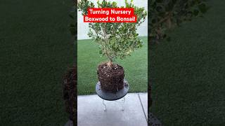 The Start of This Nursery Boxwood’s Bonsai Journeybonsai plants plantcare pruning plantlife [upl. by Mont]