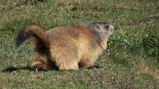 Les marmottes en dessous du lac de lEychauda [upl. by Airamasor124]