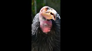 Hope the California Condor [upl. by Leventis701]