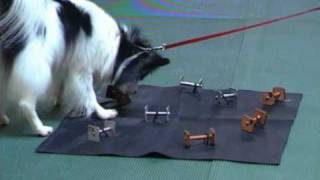 Small Dog Fun Competing with a Small Dog Utility Obedience [upl. by Bruner]