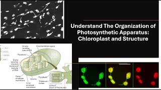 Understand The Organization of Photosynthetic Apparatus Chloroplast Components amp Structure [upl. by Novaat841]