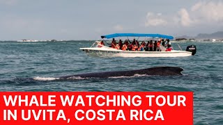 Whale Watching Tour in Uvita Costa Rica [upl. by Lama]