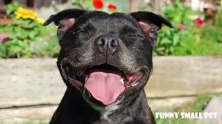 Funny Talking Dog Staffy 🔴 Staffordshire Bull Terrier Compilation 2017 [upl. by Sverre304]