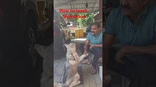 How to teach shakehand dogshorts dogs4u doglover dogowner pets dogslife [upl. by Riay]