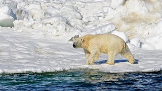 Polar bear kills woman boy in remote Alaska village [upl. by Ainniz]