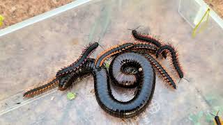 One Giant Millipede Many Other Insects Red Spotted Millipede Baby Lizard in Forest [upl. by Yeclek]