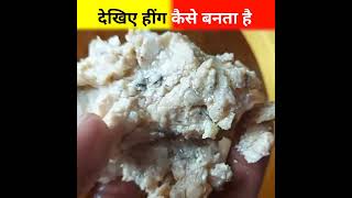 देखिए हींग कैसे बनता है   हींग कैसे बनता है  How to Asafoetida Made shorts FactRate [upl. by Alemat]