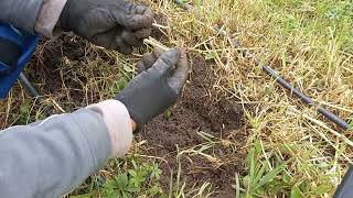 Winter rye cover crop in heavy clay soil  results and observations [upl. by Yentrac]