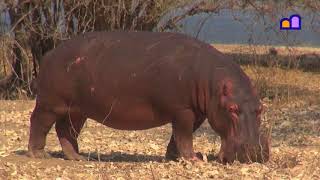 Zimbabwe  Mana Pools National Park [upl. by Kilar]