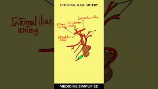 Internal Iliac Artery Anatomy  Internal Iliac Artery Branches anatomy medicine [upl. by Jens]