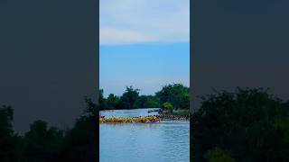 Amazing shorts on water festival in Banteay Meanchey shortvideo boat festival water [upl. by Elrahc]