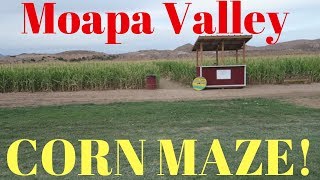 Moapa Valley Corn Maze 2018 Las Vegas Vlog [upl. by Erelia]