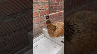 Gallina descansado shortvideo gallinas crianza [upl. by Mcferren]