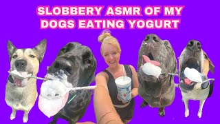 Slobbery drooly ASMR of my dogs eating yogurt 🍦🐶🤪 [upl. by Eanerb]