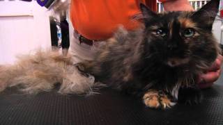 FURminator Cat deShedding Demo [upl. by Dlarrej]