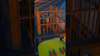 GTA 5  Saving quot Caged Deer From Gangster 😱 shorts ytshorts youtubeshorts [upl. by Secundas]